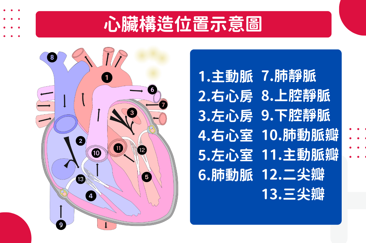 心臟瓣膜